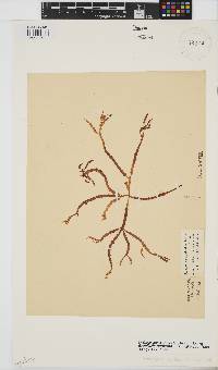 Gracilaria aculeata image