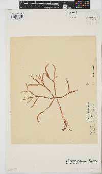 Gracilaria aculeata image