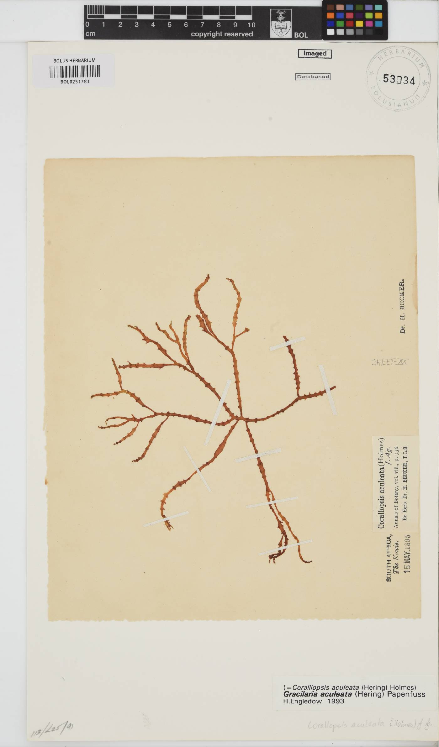 Gracilaria aculeata image