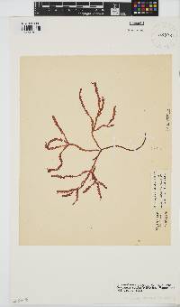 Gracilaria aculeata image