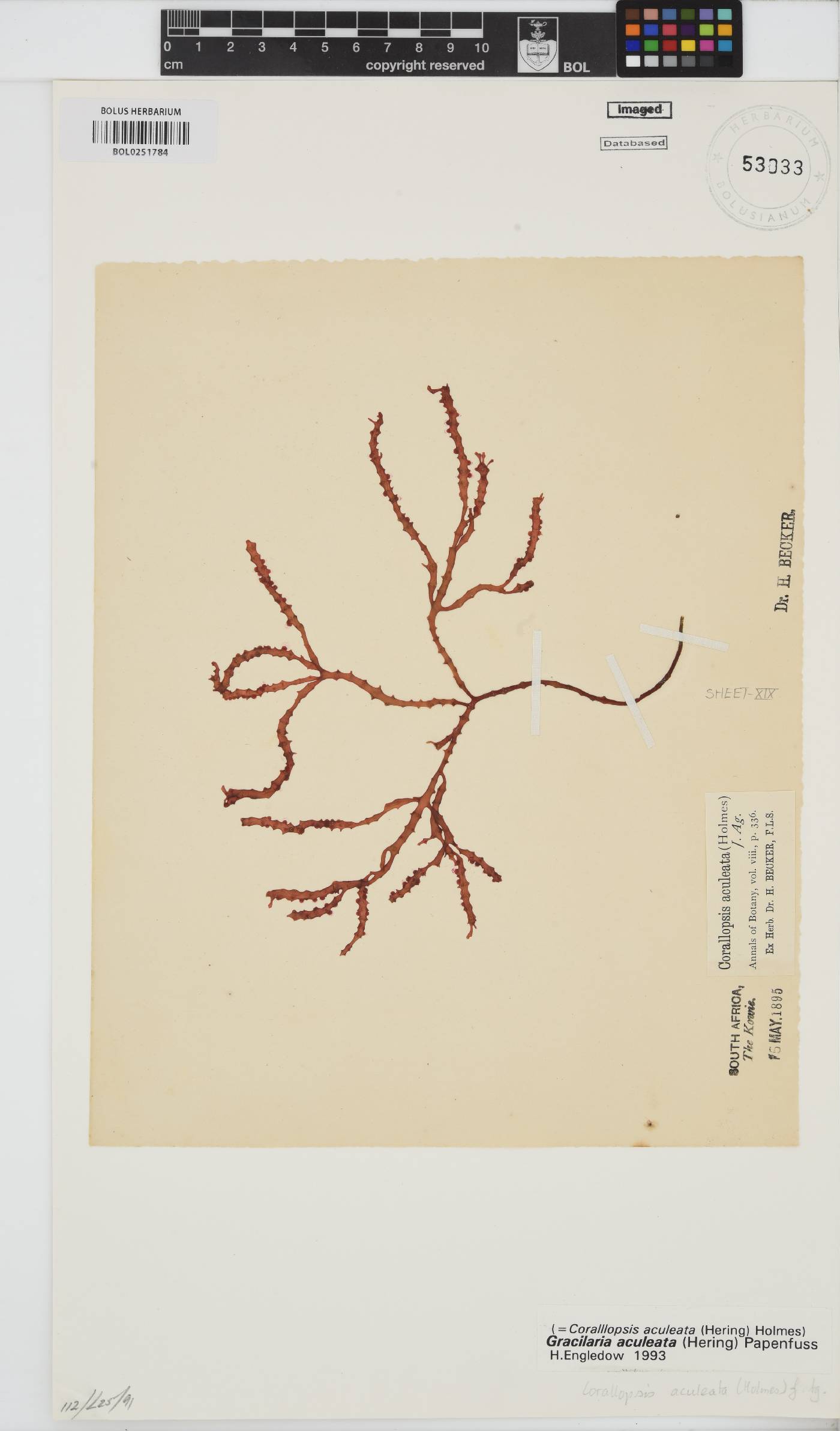 Gracilaria aculeata image