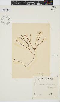 Gracilaria aculeata image