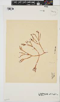Gracilaria aculeata image