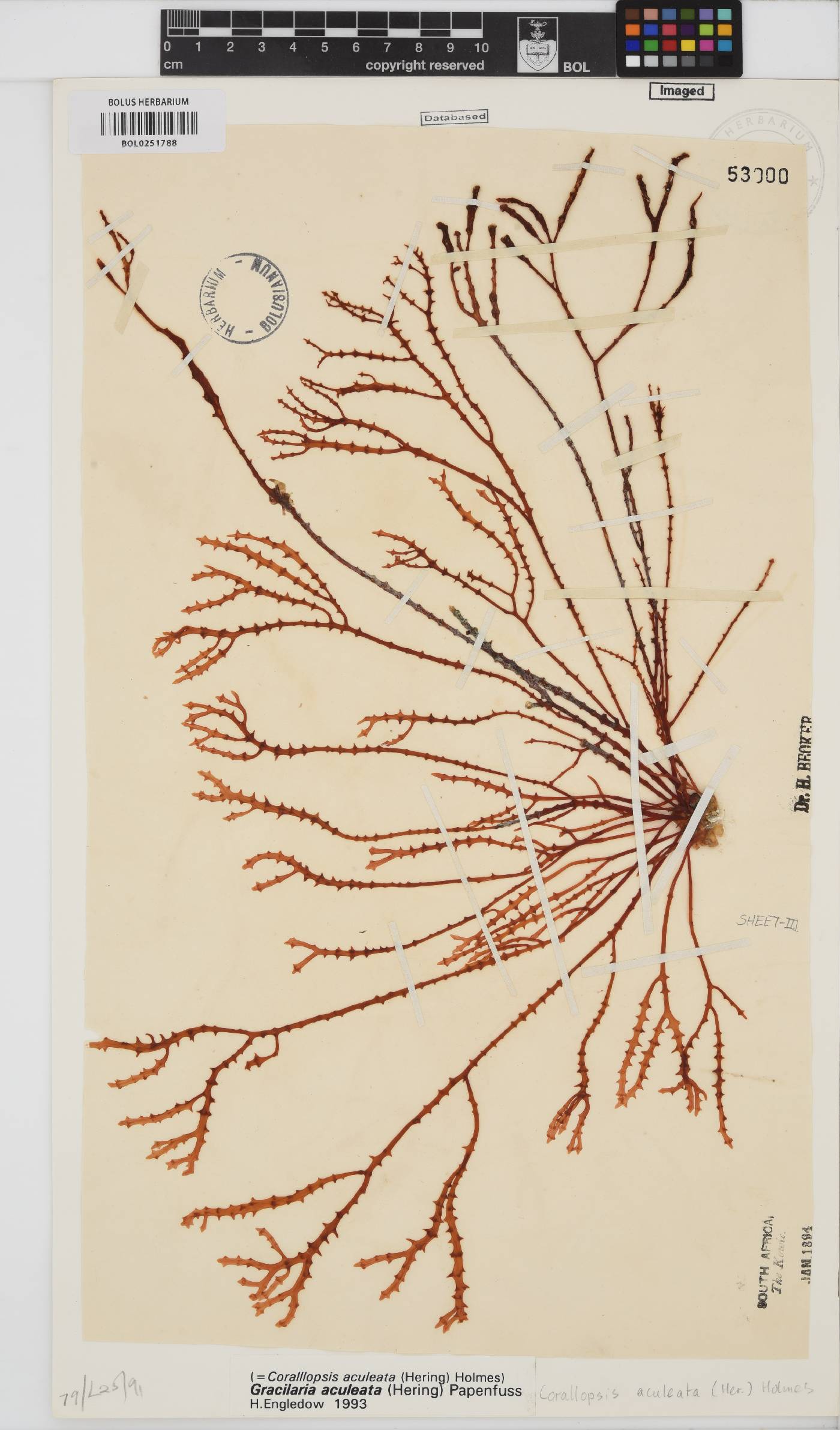 Gracilaria aculeata image