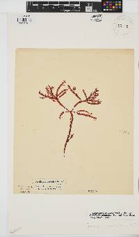 Gracilaria aculeata image