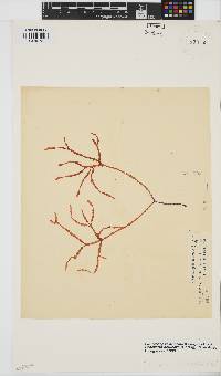 Gracilaria aculeata image