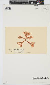 Gracilaria aculeata image