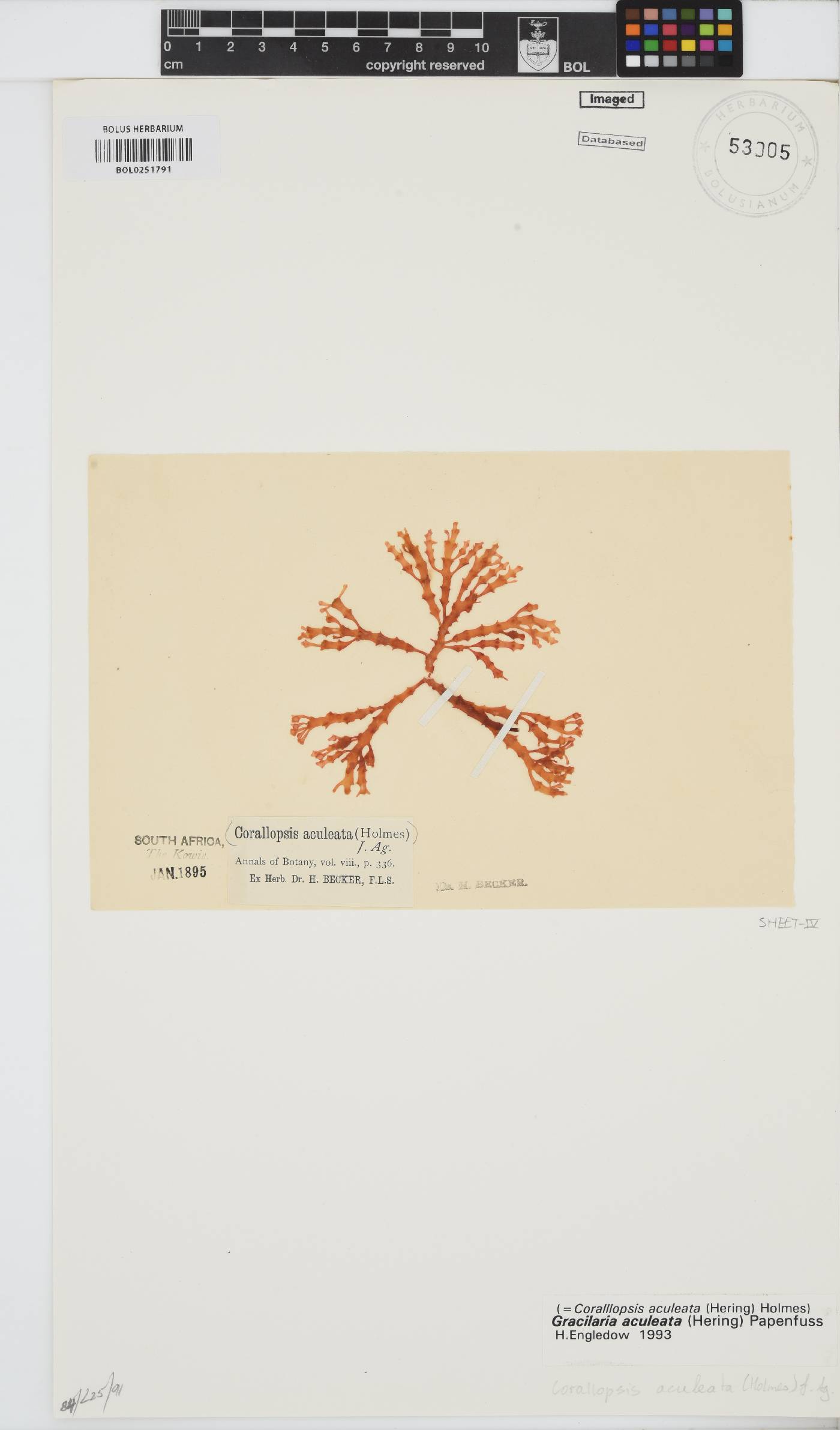 Gracilaria image
