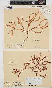 Gracilaria aculeata image