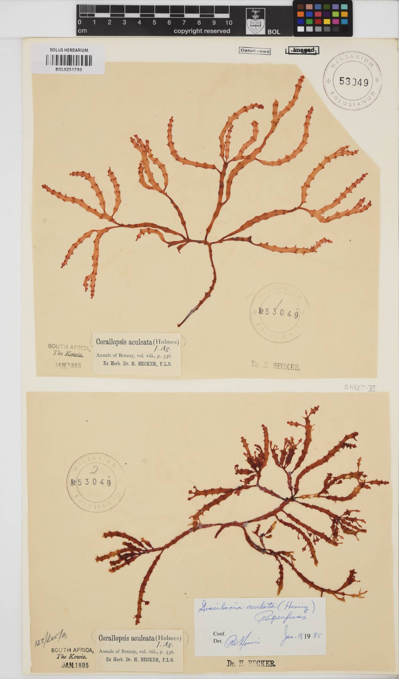 Gracilaria aculeata image
