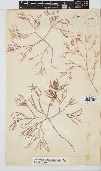 Gracilaria aculeata image
