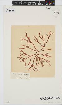 Gracilaria aculeata image