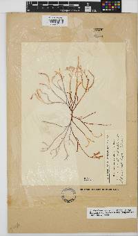 Gracilaria aculeata image