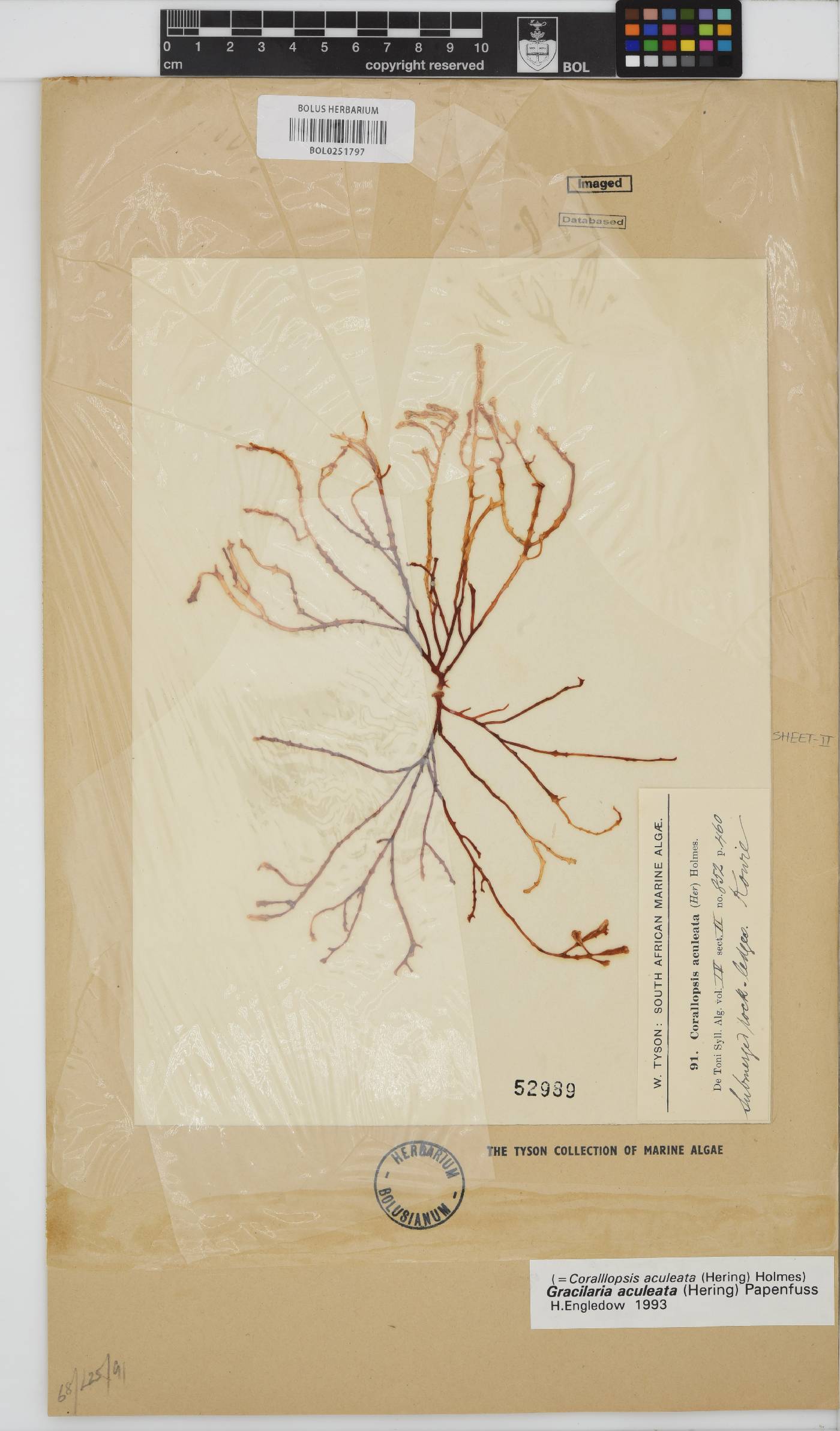 Gracilariaceae image