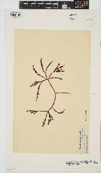 Gracilaria aculeata image