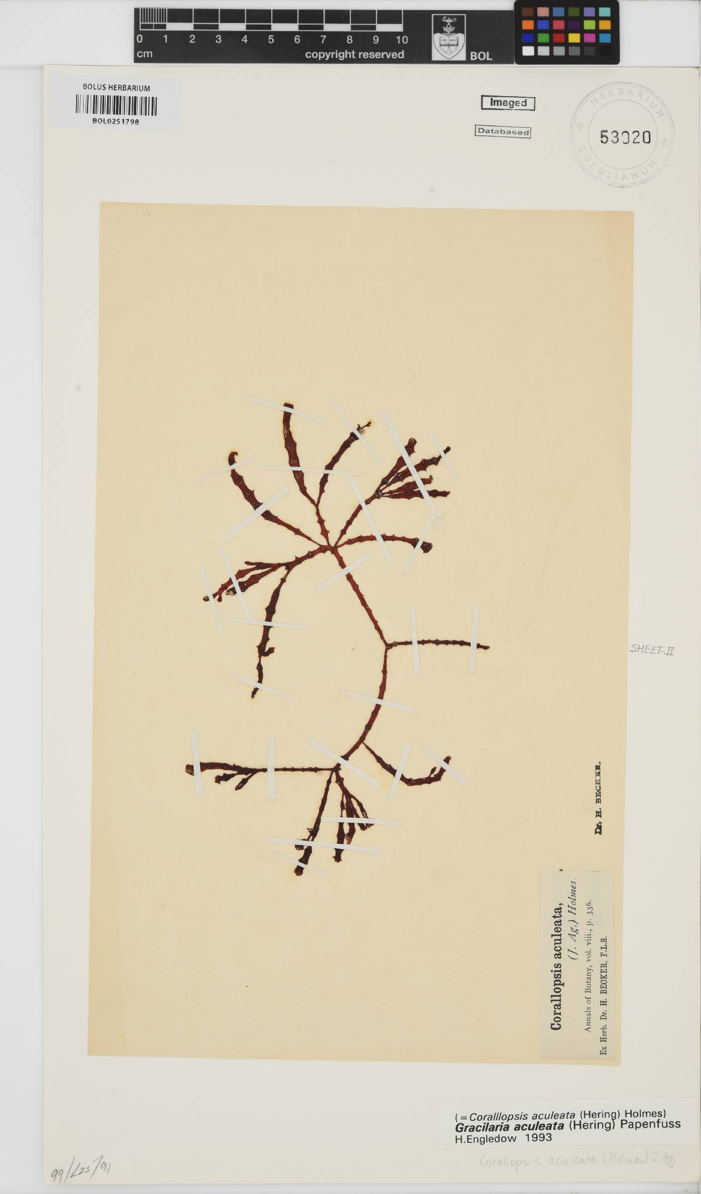 Gracilaria aculeata image