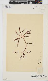 Gracilaria aculeata image