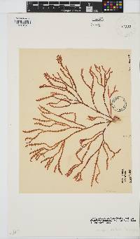Gracilaria aculeata image