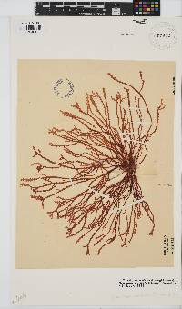 Gracilaria aculeata image