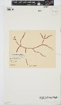 Gracilaria aculeata image