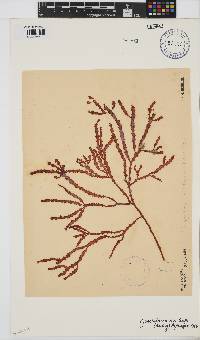 Gracilaria aculeata image