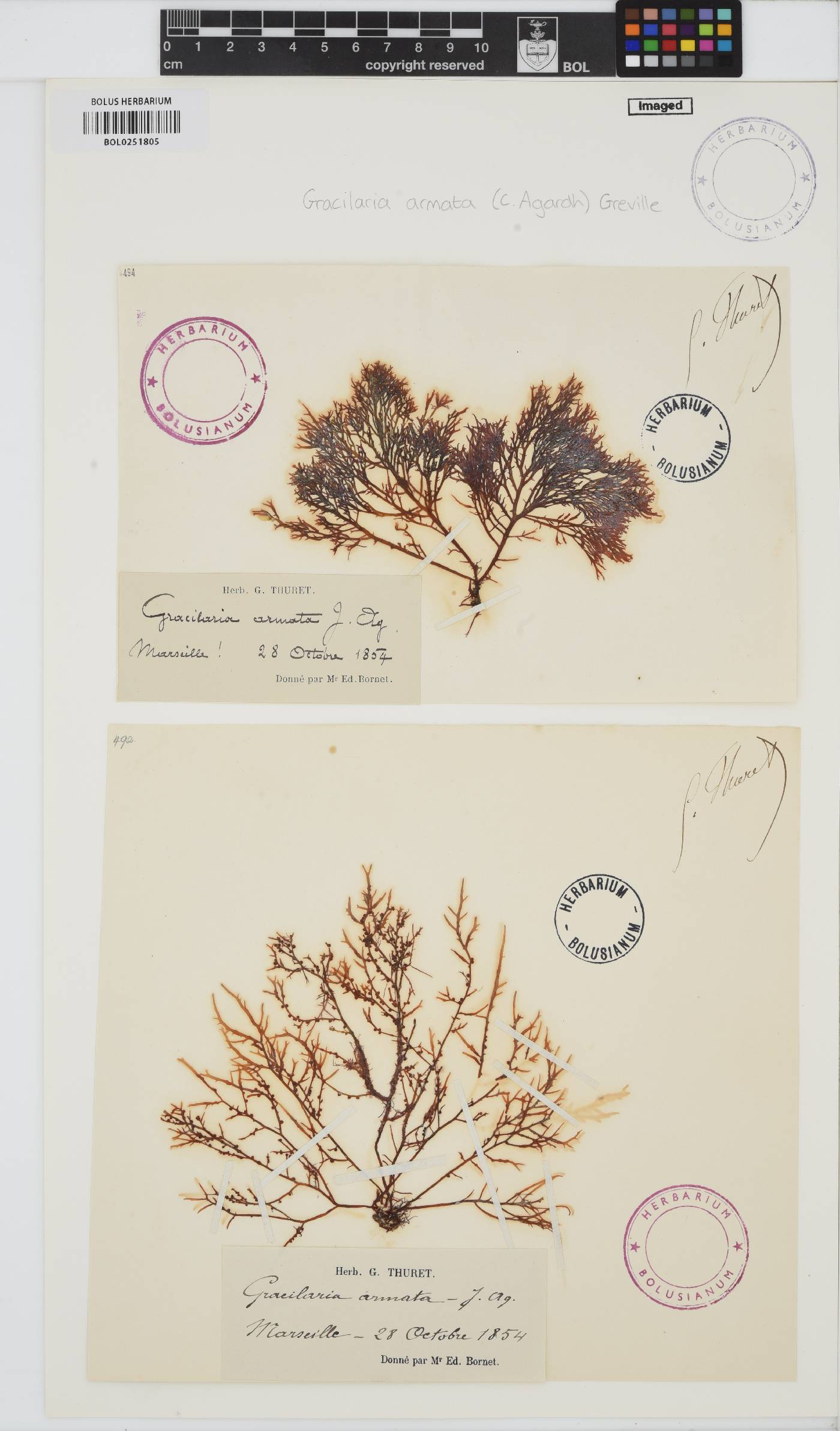 Gracilaria armata image