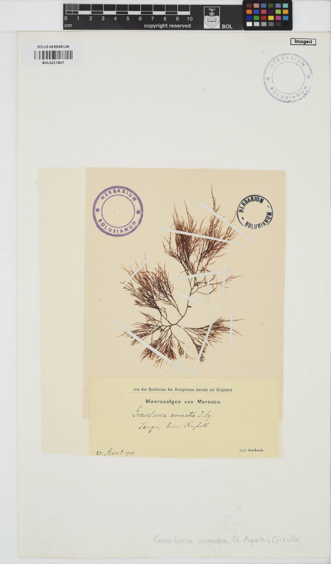 Gracilaria armata image