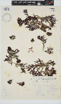 Gracilaria beckeri image