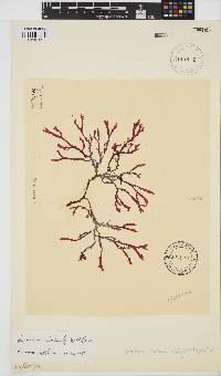 Gracilaria beckeri image