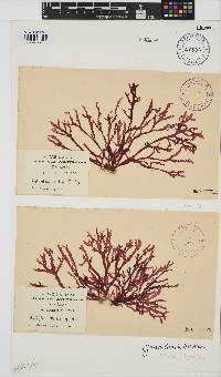 Gracilaria beckeri image