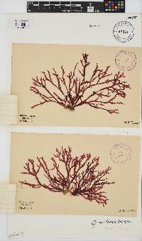 Gracilaria beckeri image