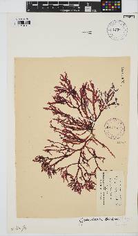 Gracilaria beckeri image