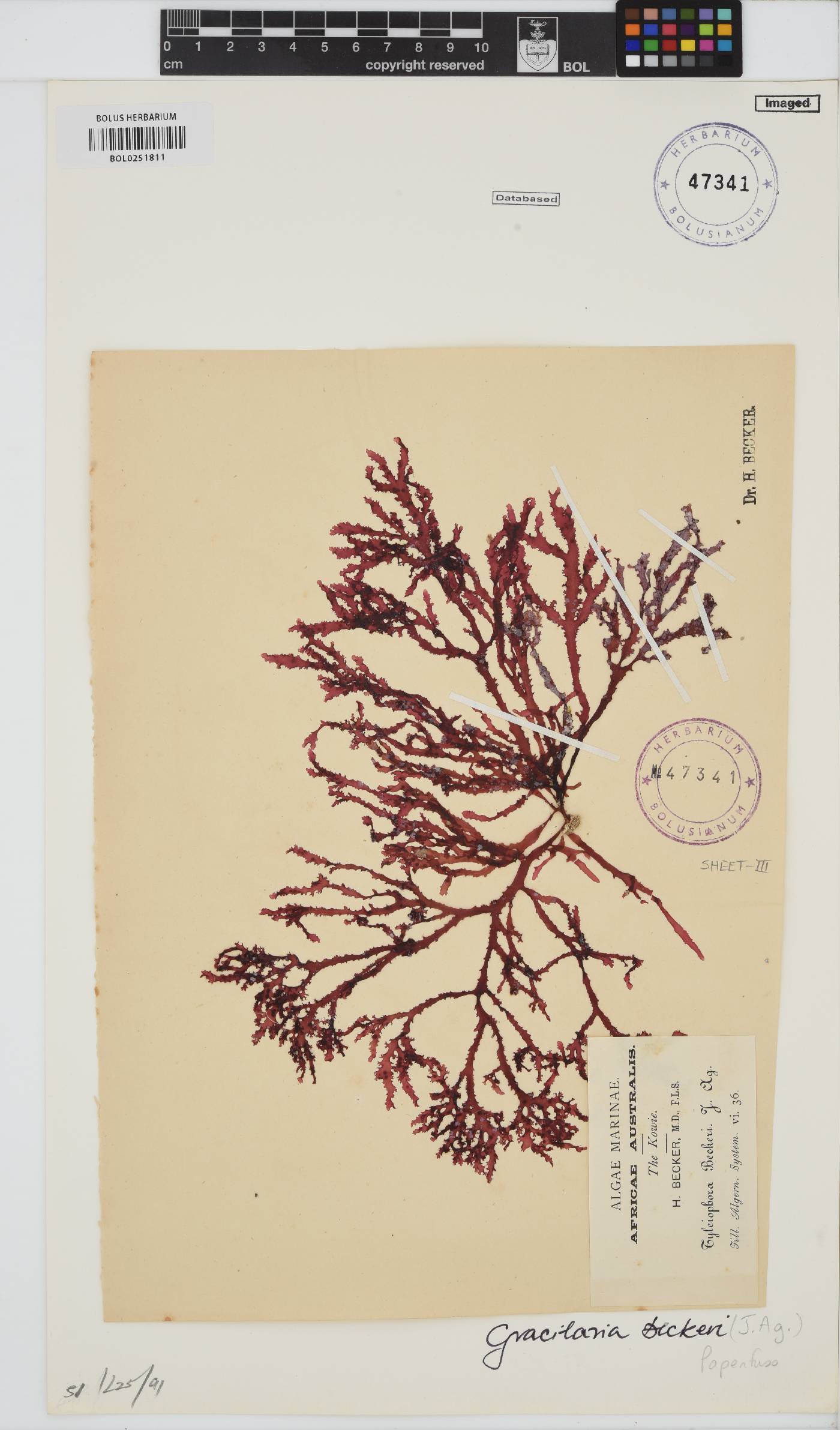 Gracilaria beckeri image