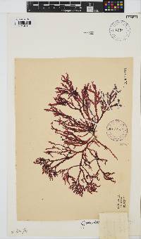 Gracilaria beckeri image
