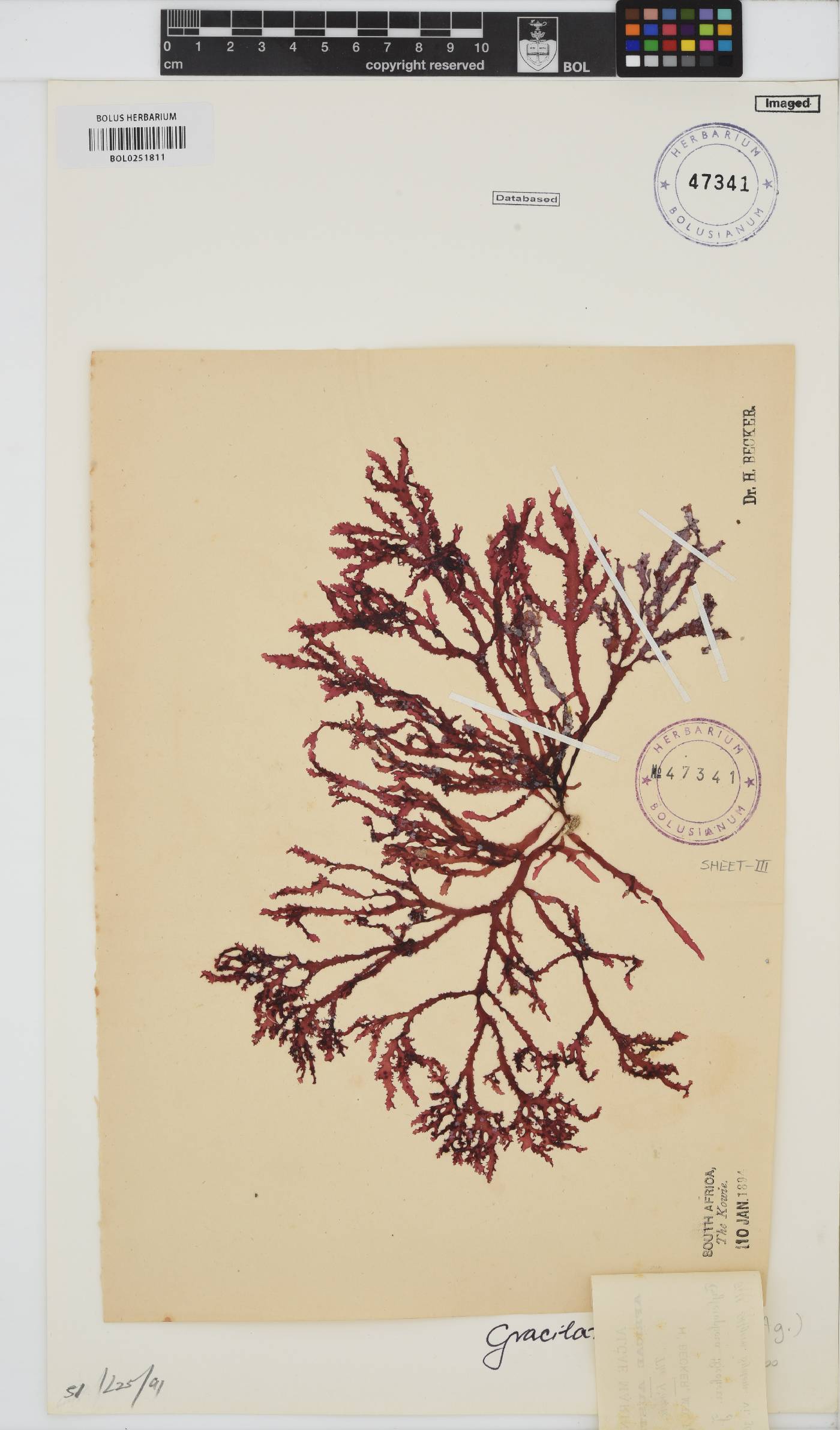 Gracilaria image
