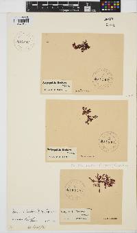 Gracilaria beckeri image