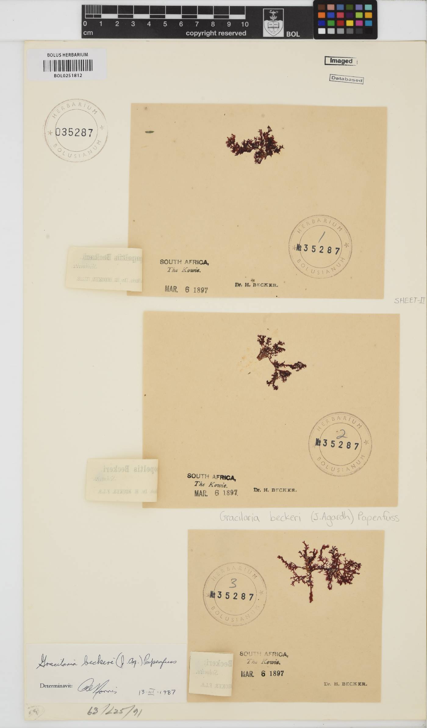 Gracilaria image