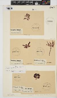 Gracilaria beckeri image
