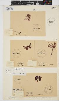 Gracilaria beckeri image
