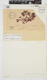 Gracilaria beckeri image