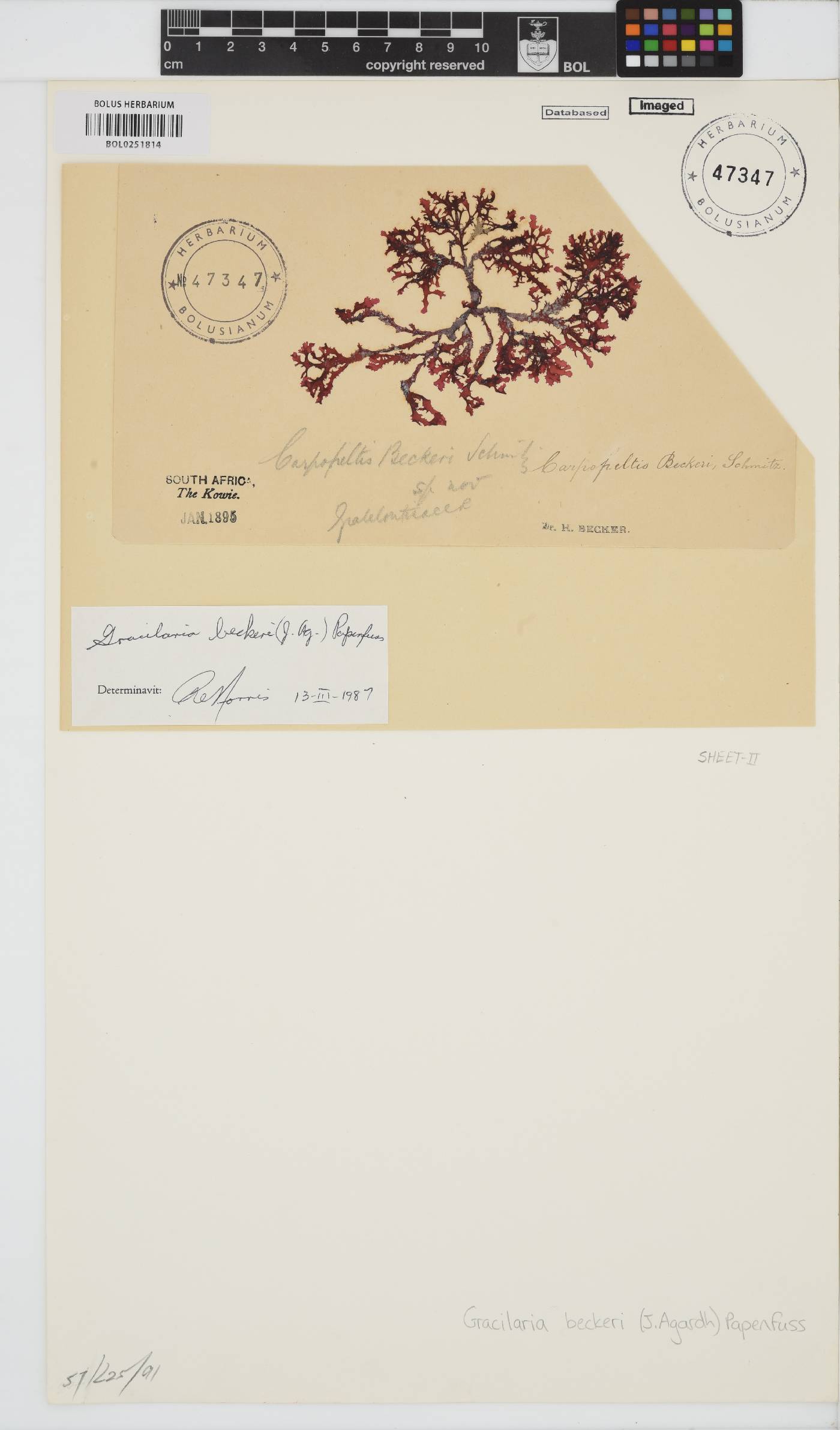 Gracilaria image