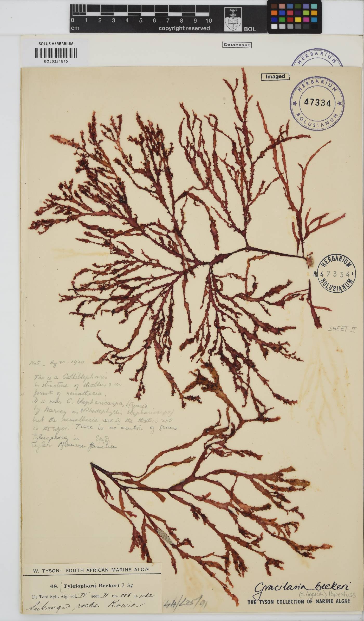 Gracilaria beckeri image