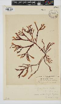 Gracilaria beckeri image