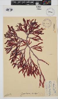 Gracilaria beckeri image
