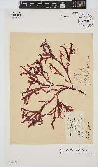 Gracilaria beckeri image