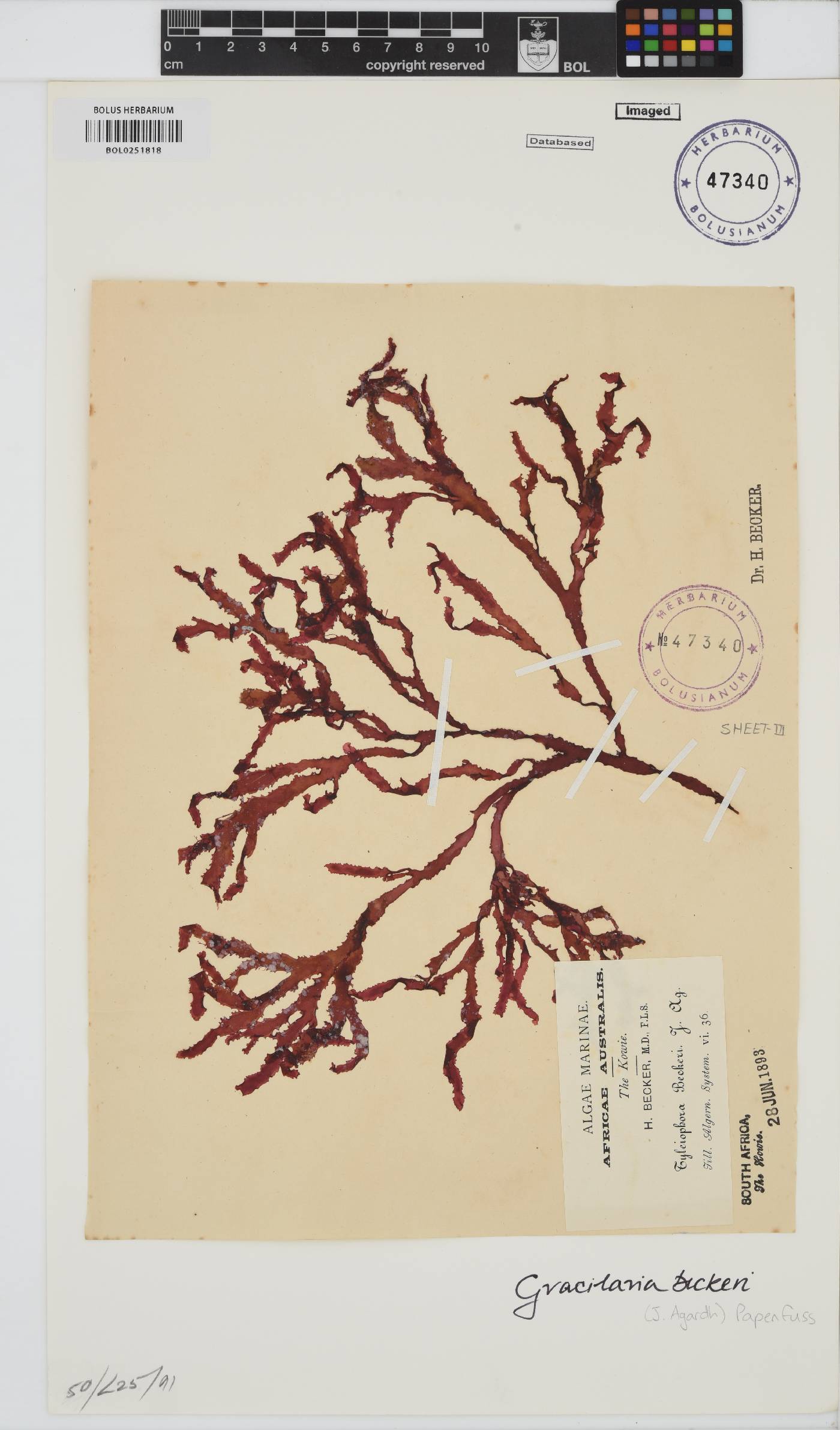 Gracilaria beckeri image