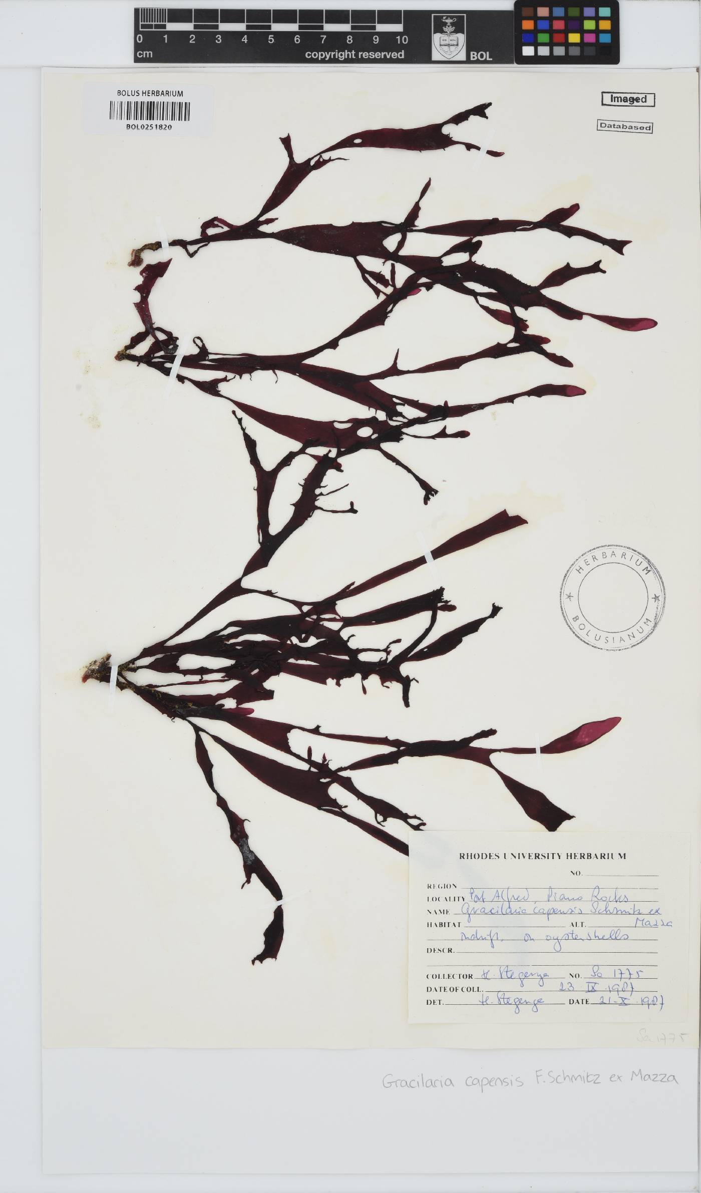 Gracilaria capensis image
