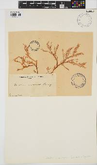 Gracilaria cervicornis image