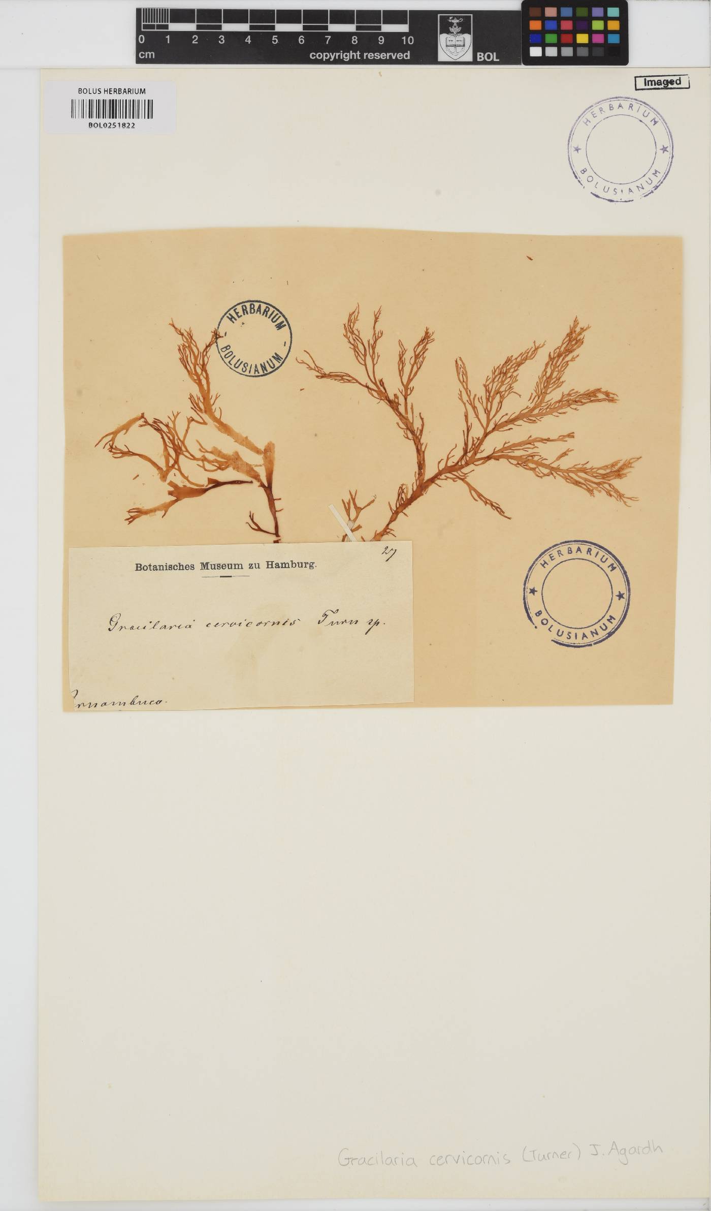 Gracilaria cervicornis image