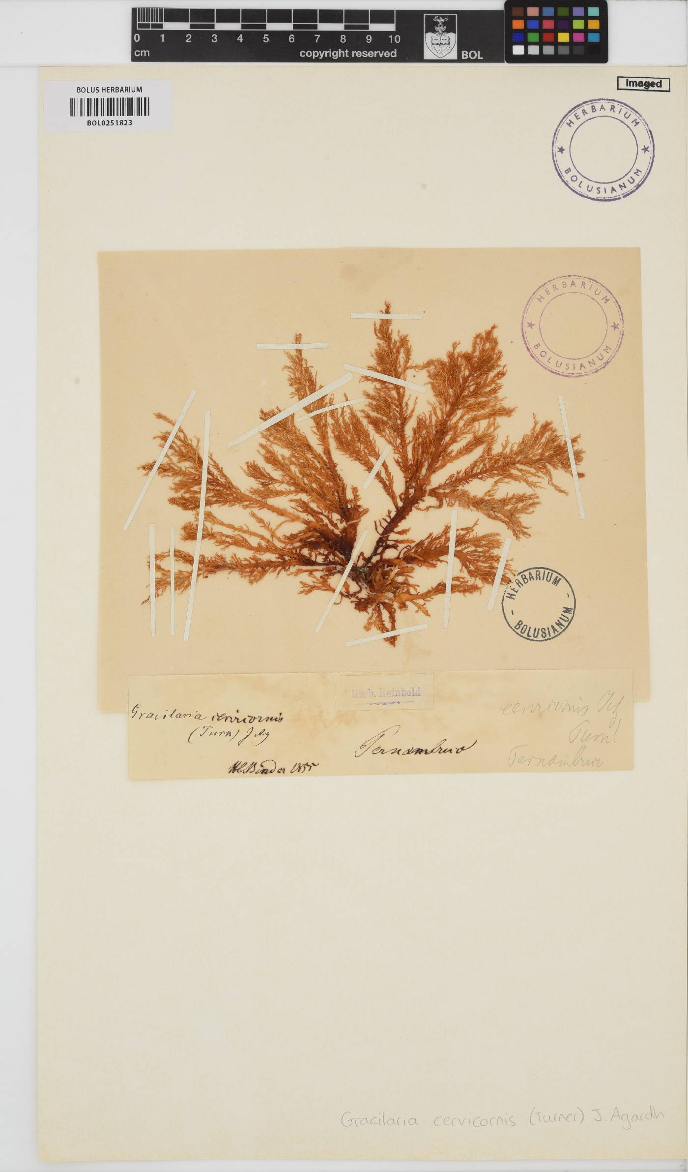 Gracilaria cervicornis image